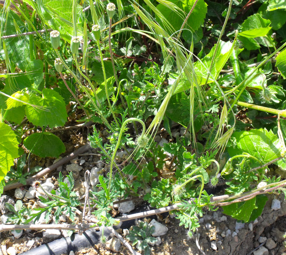 Papaver dubium / Papavero a clava